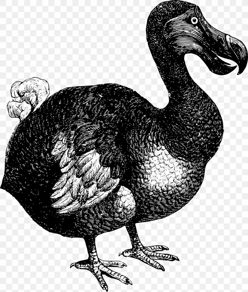 Flightless Bird Dodo Mauritius Island Extinction, PNG, 2034x2400px, Bird, Beak, Bird Extinction, Black And White, Chicken Download Free