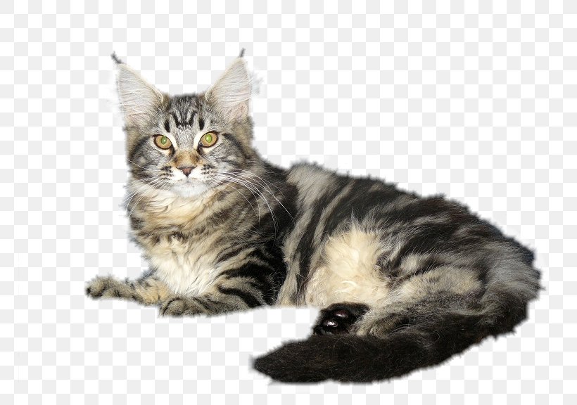 Maine Coon Siberian Cat Dragon Li Kurilian Bobtail Norwegian Forest Cat, PNG, 768x576px, Maine Coon, American Bobtail, American Wirehair, Asian, Asian Semi Longhair Download Free