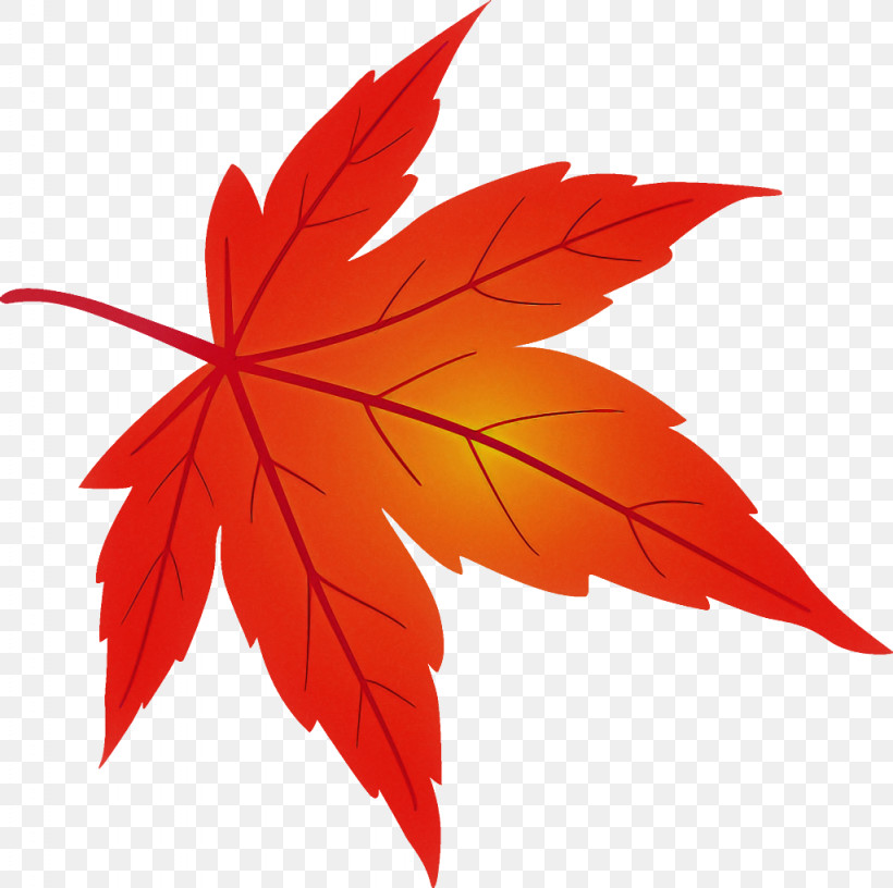 Maple Leaf Fallen Leaf Dead Leaf, PNG, 1024x1020px, Maple Leaf, Autumn Leaf, Black Maple, Dead Leaf, Deciduous Download Free