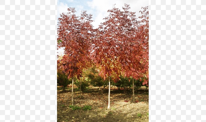 Sugar Maple Tree Shrub Deciduous Autumn Leaf Color, PNG, 650x488px, Sugar Maple, Autumn, Autumn Leaf Color, Branch, Deciduous Download Free
