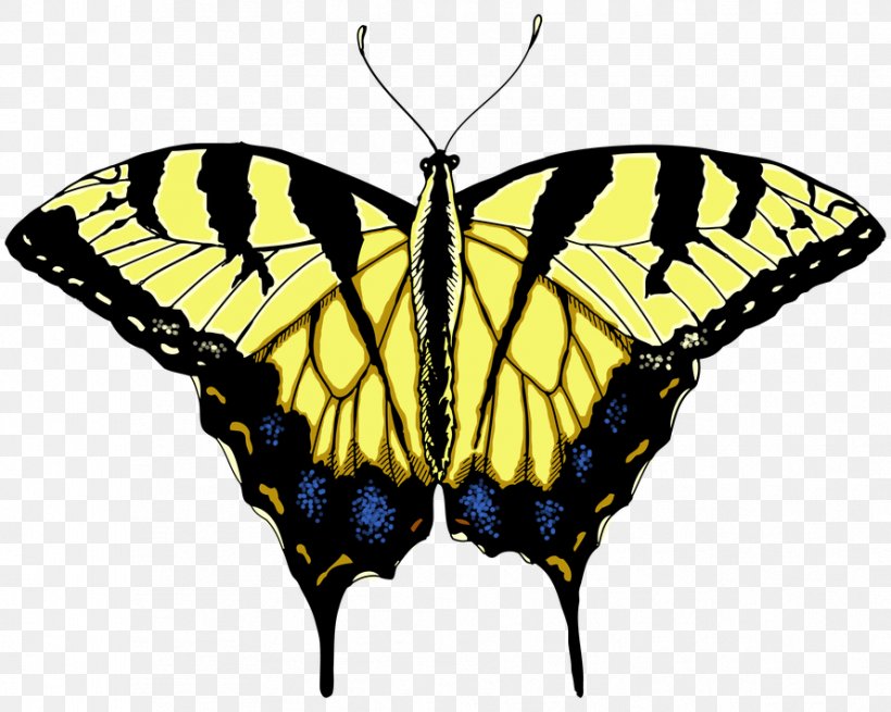 Swallowtail Butterfly Eastern Tiger Swallowtail Drawing Clip Art, PNG, 889x711px, Butterfly, Arthropod, Black Swallowtail, Brush Footed Butterfly, Color Download Free