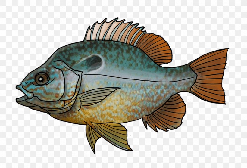 Tilapia Gironde Perch Fishing Pumpkinseed, PNG, 1030x701px, Tilapia, Bony Fish, Fauna, Fish, Fish Farming Download Free