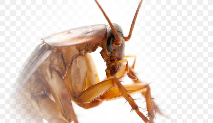 Cockroach Insect Pest Control Termite, PNG, 1010x585px, Cockroach, American Cockroach, Arthropod, Bed Bug, Cercus Download Free