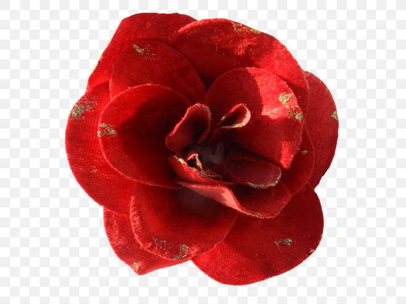 Garden Roses, PNG, 615x615px, Garden Roses, Camellia, Carmine, Cut Flowers, Floribunda Download Free