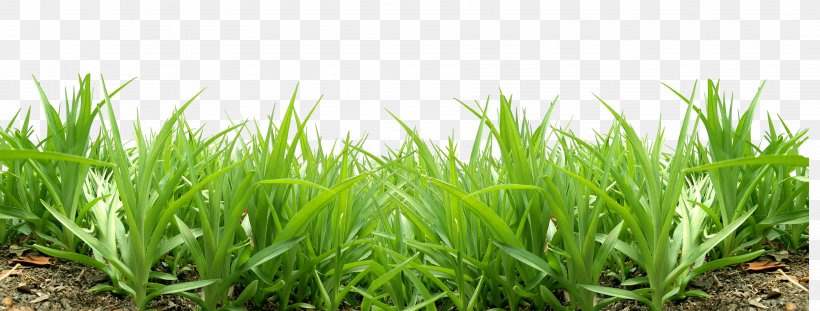 Lawn Clip Art, PNG, 3570x1357px, Lawn, Commodity, Drawing, Grass, Grass Family Download Free