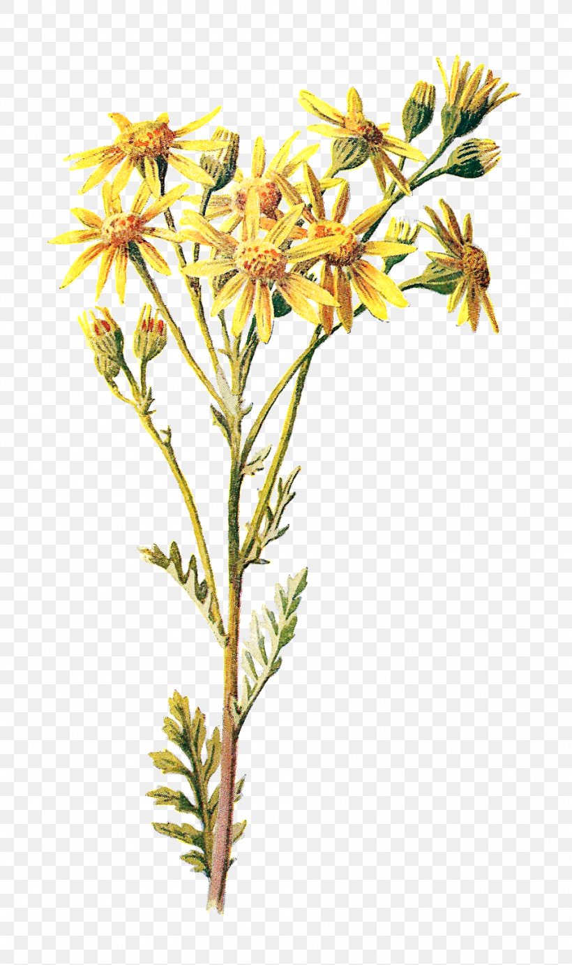 Wildflower Clip Art, PNG, 949x1600px, Flower, Art, Branch, Cut Flowers, Digital Illustration Download Free