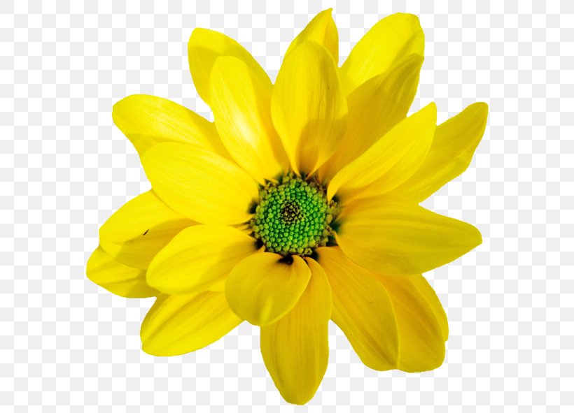 Yellow Orange Flower Clip Art, PNG, 600x591px, Yellow, Annual Plant, Black, Black Cat, Blume Download Free