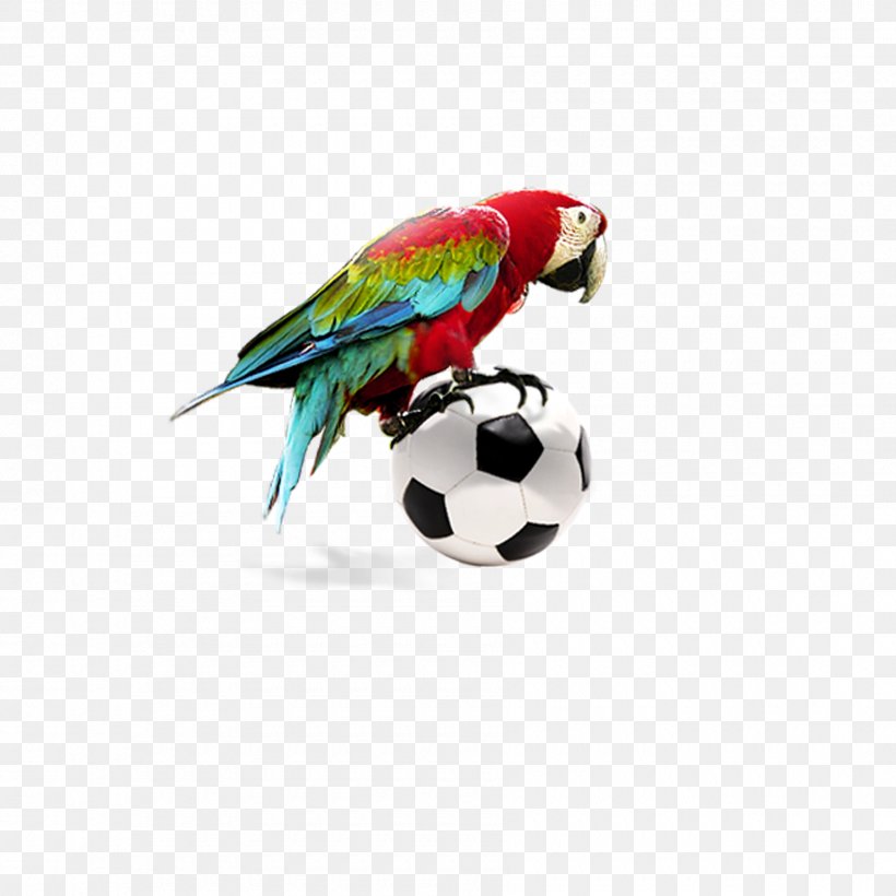 Amazon Parrot Bird Macaw, PNG, 1800x1800px, Parrot, Amazon Parrot, Beak, Bird, Feather Download Free