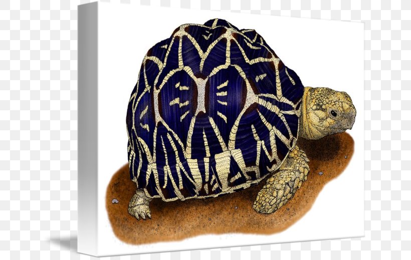 Box Turtle Indian Star Tortoise Reptile, PNG, 650x519px, Turtle, Art, Artist, Box Turtle, Drawing Download Free