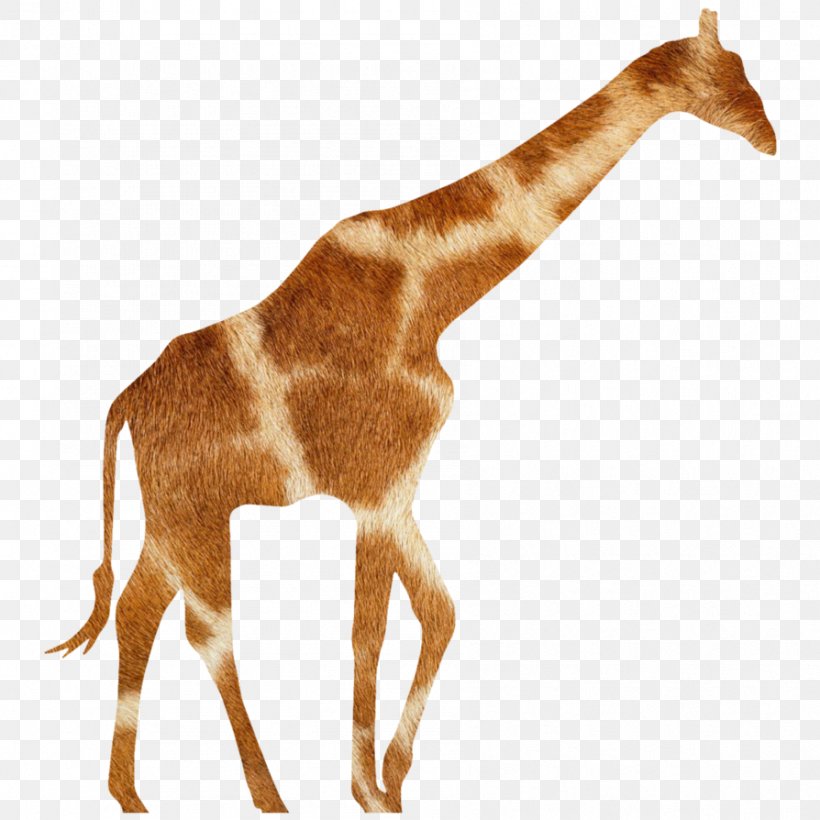 Giraffe Antelope Animal Wildlife Fauna, PNG, 894x894px, Giraffe, Animal, Animal Figure, Antelope, Fauna Download Free