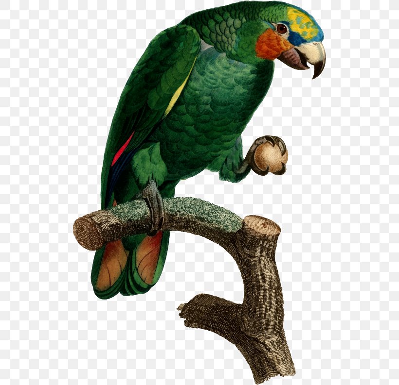 Parrot Bird Histoire Naturelle Des Perroquets Parakeet Macaw, PNG, 520x793px, Parrot, Animal, Art, Beak, Bird Download Free