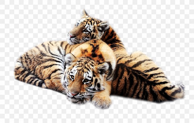 Siberian Tiger Desktop Wallpaper Big Cat Felidae, PNG, 1000x633px, Siberian Tiger, Animal, Big Cat, Big Cats, Black Tiger Download Free