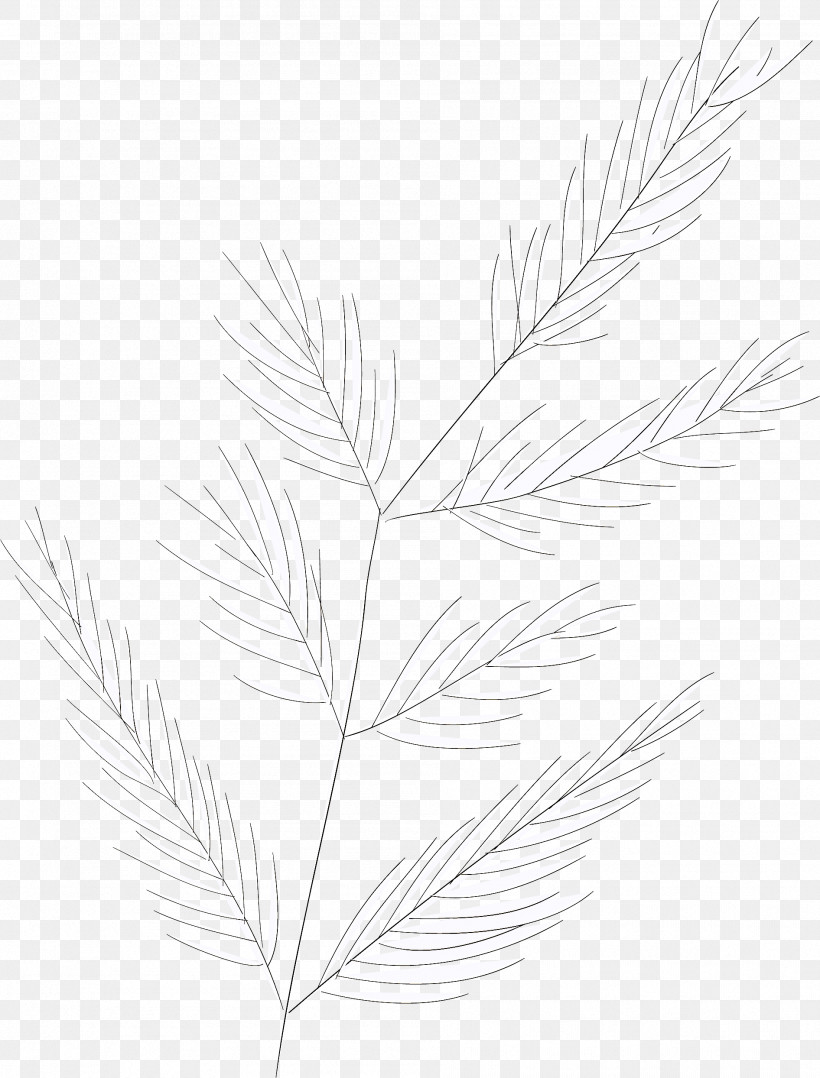 Simple Leaf Simple Leaf Drawing Simple Leaf Outline, PNG, 1892x2489px, Simple Leaf, Biology, Grasses, Leaf, Line Download Free