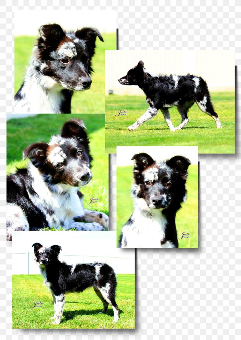 Dog Breed Border Collie Stabyhoun Australian Shepherd Rough Collie, PNG, 850x1200px, Dog Breed, American Kennel Club, Australian Shepherd, Border Collie, Breed Download Free