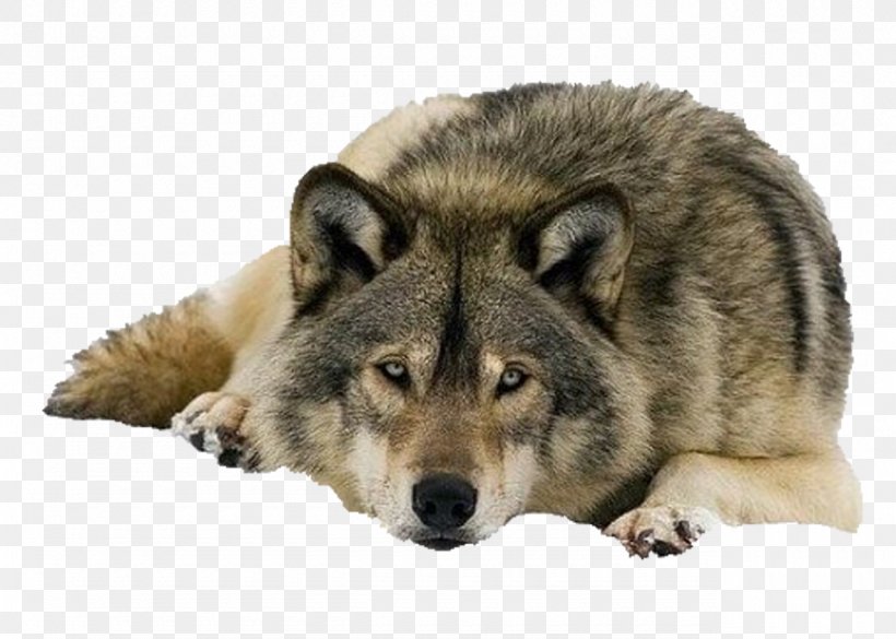 Dog Desktop Wallpaper Deer Rabbit Black Wolf, PNG, 1280x914px, Dog, Animal, Arctic Wolf, Black Wolf, Canis Lupus Tundrarum Download Free