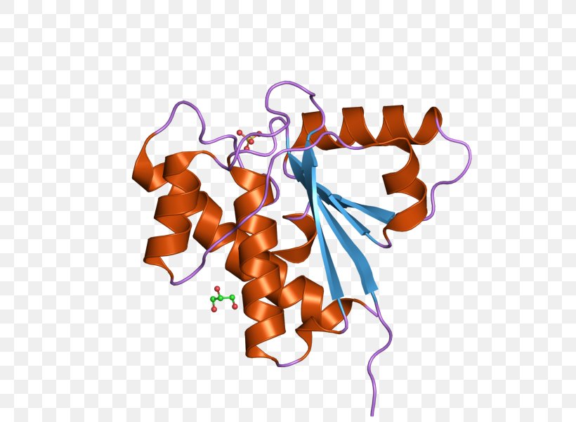 ACP1 Acid Phosphatase Cannabinoid Receptor, PNG, 800x600px, Phosphatase, Acid Phosphatase, Acid Phosphatase 1 Soluble, Art, Art Museum Download Free