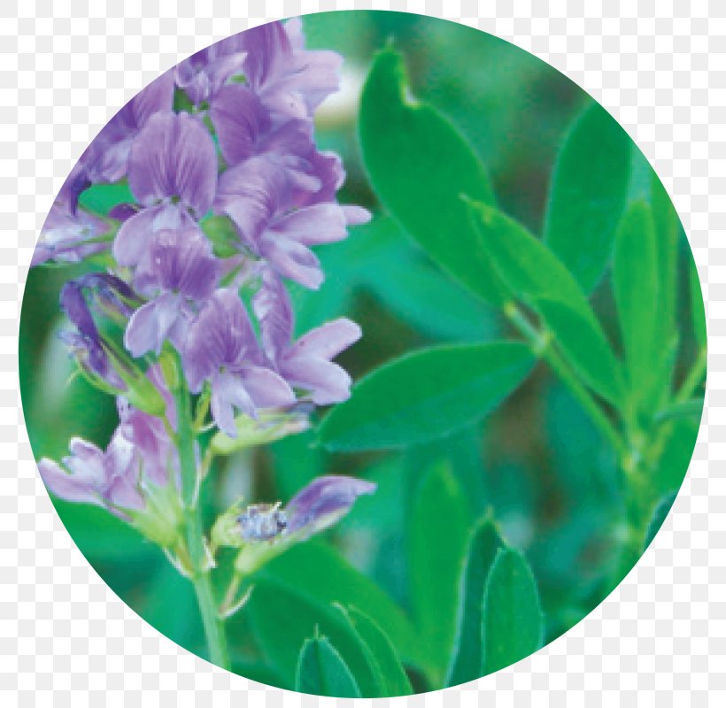 Alfalfa Leaf Seed Employee Benefits Hay, PNG, 800x800px, Alfalfa, Clover, Cover Crop, Crop, Employee Benefits Download Free