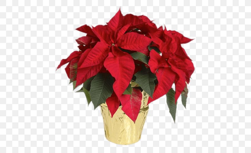Cut Flowers Poinsettia Lowe's Plant, PNG, 500x500px, Cut Flowers, Artificial Flower, Christmas Plants, Evolutionary History Of Plants, Flower Download Free