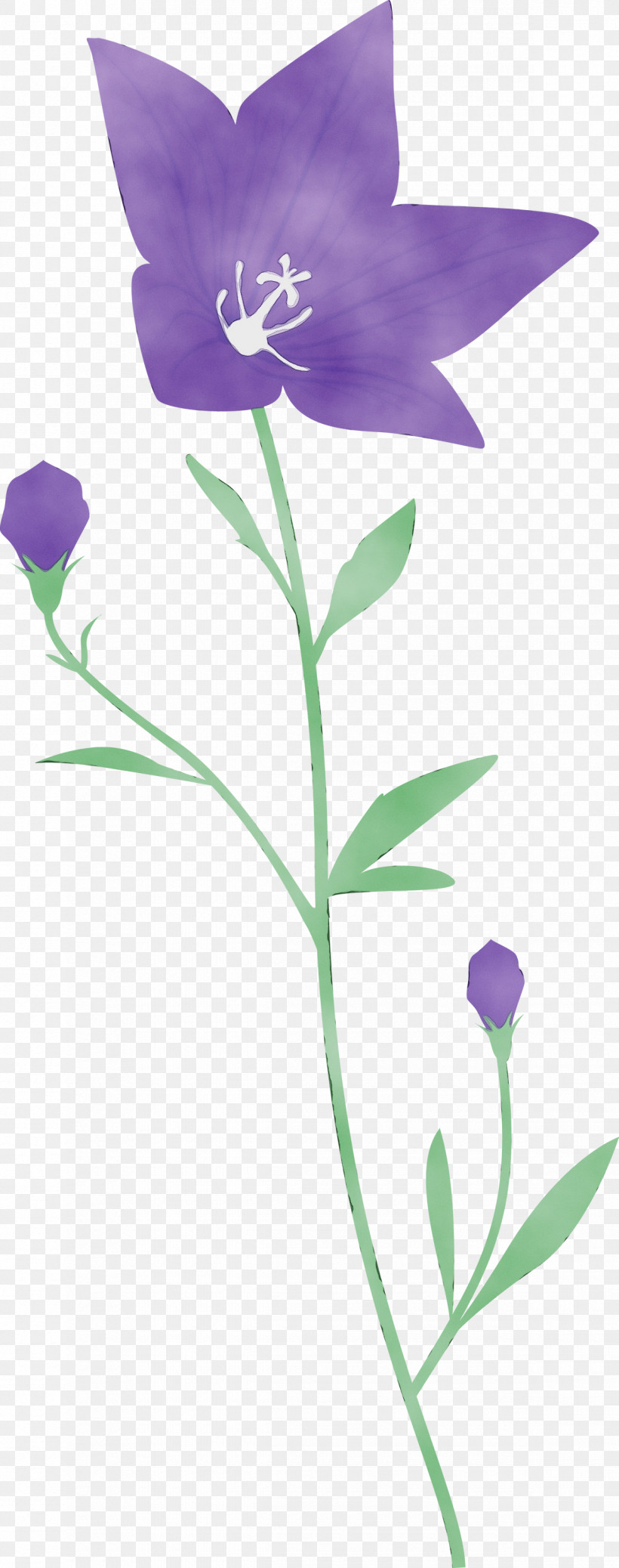 Lavender, PNG, 1185x3000px, Balloon Flower, Bellflower Family, Bellflowers, Biology, Flora Download Free
