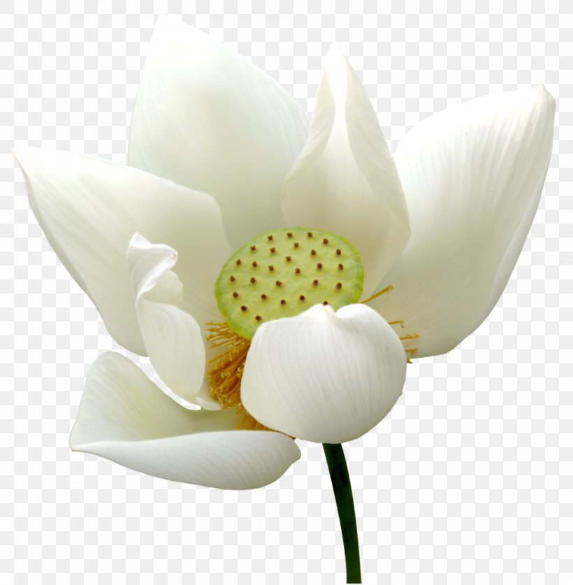 Nelumbo Nucifera Nymphaea Lotus Pygmy Water-lily White Water-Lily, PNG, 1003x1024px, Nelumbo Nucifera, Cut Flowers, Flower, Flowering Plant, Lotus Download Free