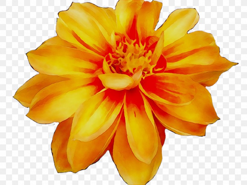 Dahlia Yellow Cut Flowers, PNG, 1428x1071px, Dahlia, Annual Plant, Artificial Flower, Botany, Cut Flowers Download Free