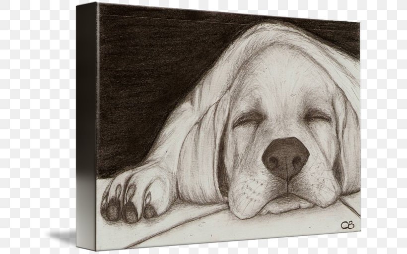 Labrador Retriever Golden Retriever Puppy Dog Breed Sketch, PNG, 650x513px, Labrador Retriever, Artwork, Black And White, Carnivoran, Colored Pencil Download Free