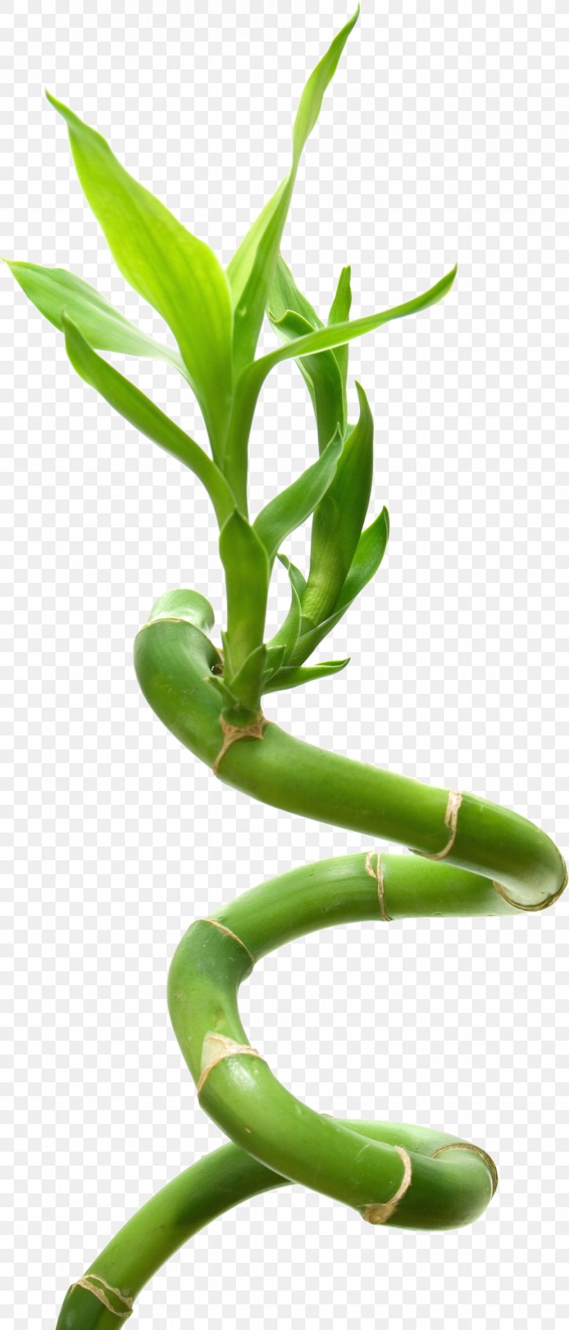 Lucky Bamboo Stock Photography Fotolia, PNG, 945x2210px, Bamboo, Advertising, Bamboo Textile, Bambusa Vulgaris, Commodity Download Free