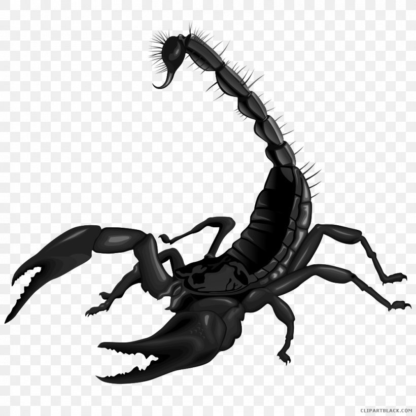 Scorpion Clip Art Image Drawing, PNG, 1001x1001px, Scorpion, Arachnid, Arthropod, Black And White, Cartoon Download Free