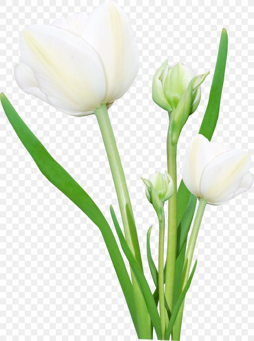Tulipa Humilis Flower Clip Art, PNG, 1269x1700px, Flower, Arum, Bud, Calas, Color Download Free