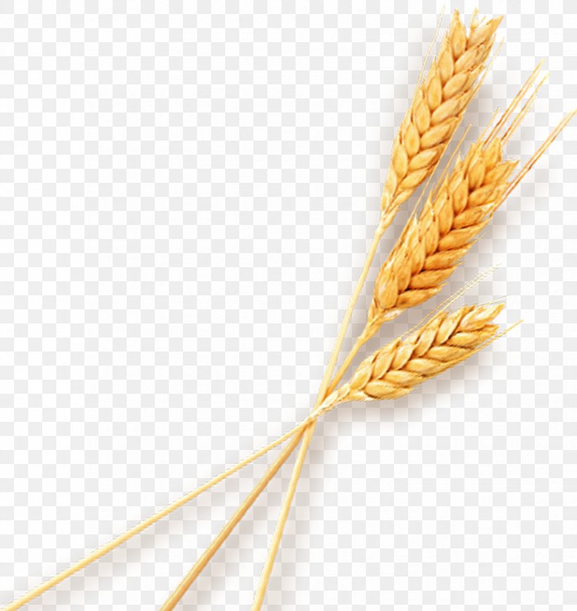 Wheat Gunny Sack, PNG, 1703x1806px, Wheat, Cereal, Commodity, Food, Food Grain Download Free