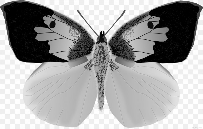 Bohart Museum Of Entomology Butterfly Zerene Eurydice Southern Dogface, PNG, 2500x1586px, Butterfly, Arthropod, Black And White, Brush Footed Butterfly, California Download Free