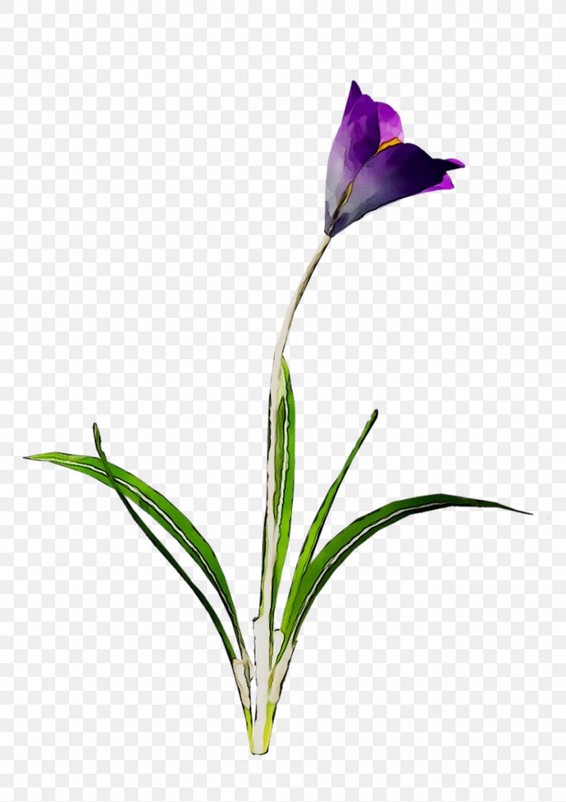 Bud Cut Flowers Plant Stem Crocus Purple, PNG, 874x1238px, Bud, Botany, Crocus, Cut Flowers, Flower Download Free