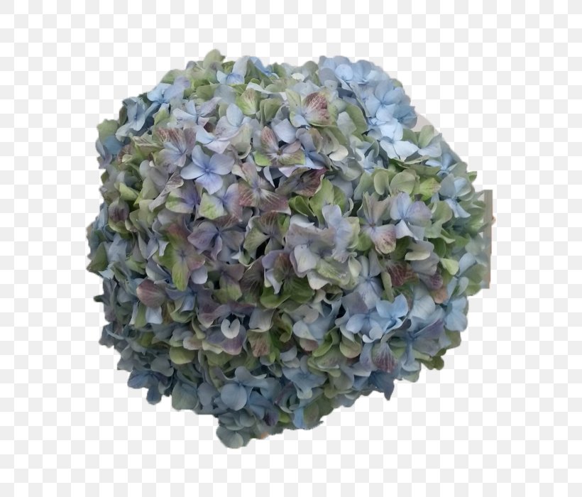 Green Grass Background, PNG, 700x700px, Hydrangea, Antique, Artificial Flower, Blue, California Lilac Download Free