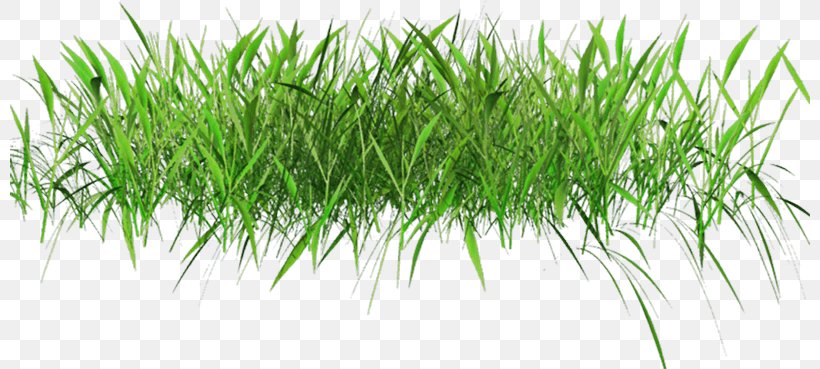 Lawn Clip Art, PNG, 800x369px, Lawn, Artificial Turf, Chrysopogon Zizanioides, Commodity, Grass Download Free