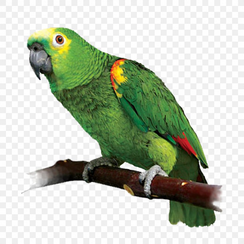 Parrot Lovebird Red-lored Amazon Red-crowned Amazon, PNG, 885x885px, Parrot, Amazon Parrot, Beak, Behavioral Enrichment, Bird Download Free