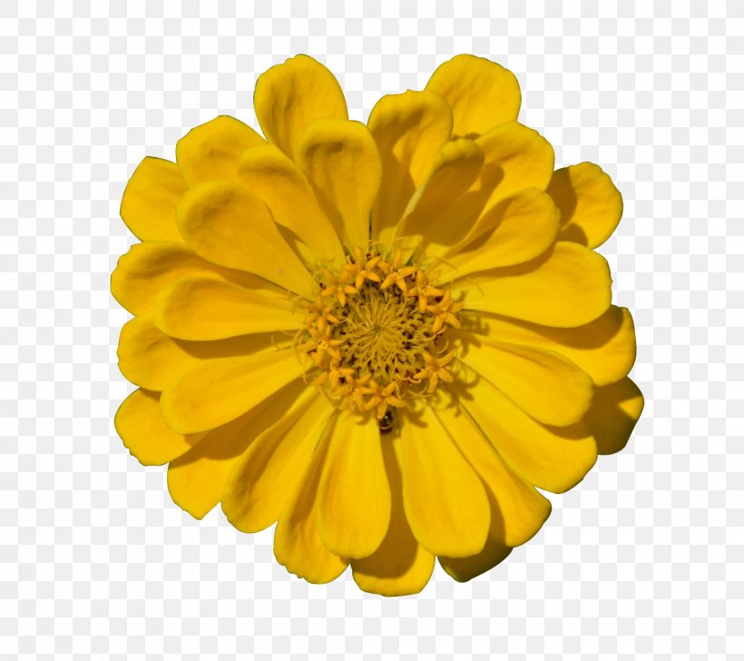 Transvaal Daisy Chrysanthemum Yellow, PNG, 2160x1920px, Transvaal Daisy, Calendula, Chrysanthemum, Chrysanths, Daisy Family Download Free
