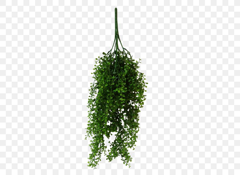 Vine Leaf Syngonium Podophyllum Plant Tree, PNG, 800x600px, Vine, Dumb Canes, Flower, Flower Bouquet, Garland Download Free