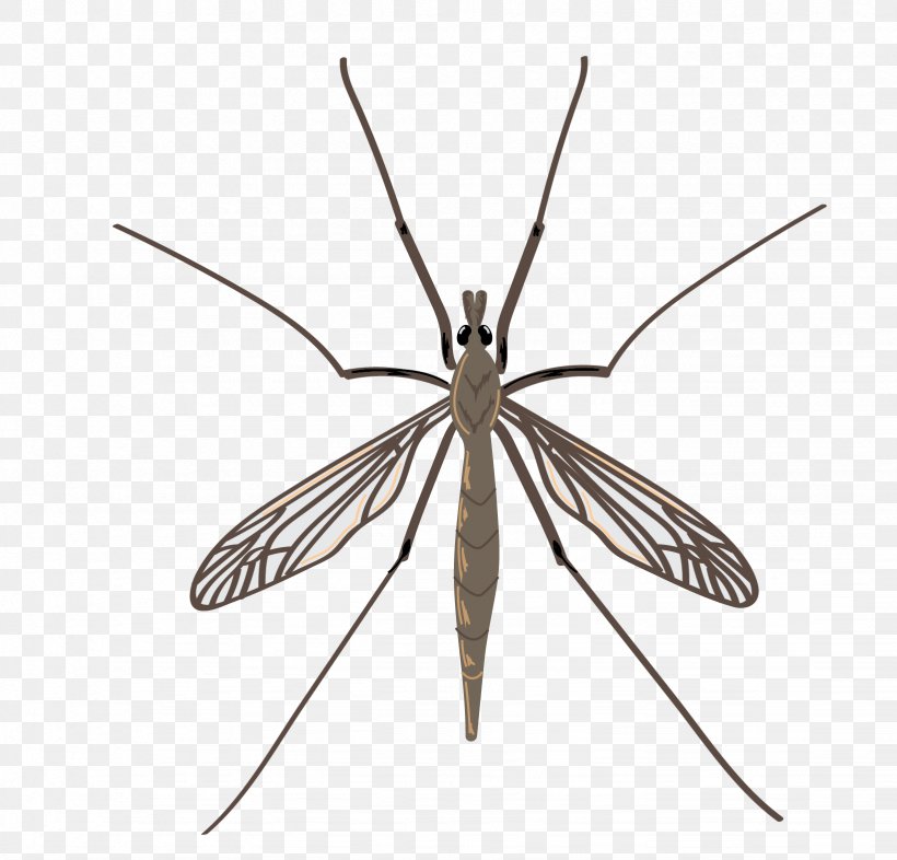 Insect Crane Fly Mosquito Pest Drain Fly, PNG, 1642x1575px, Insect, Arthropod, Crane Fly, Cutworm, Delia Radicum Download Free