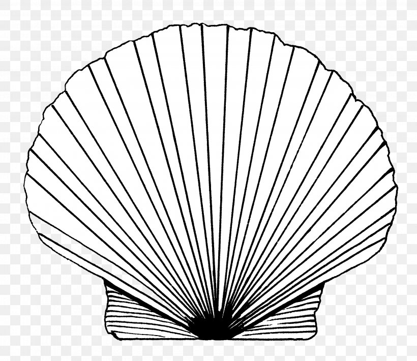 Pectinidae Drawing Line Art Image Seashell, PNG, 2986x2589px, Pectinidae, Art, Black And White, Decorative Fan, Drawing Download Free