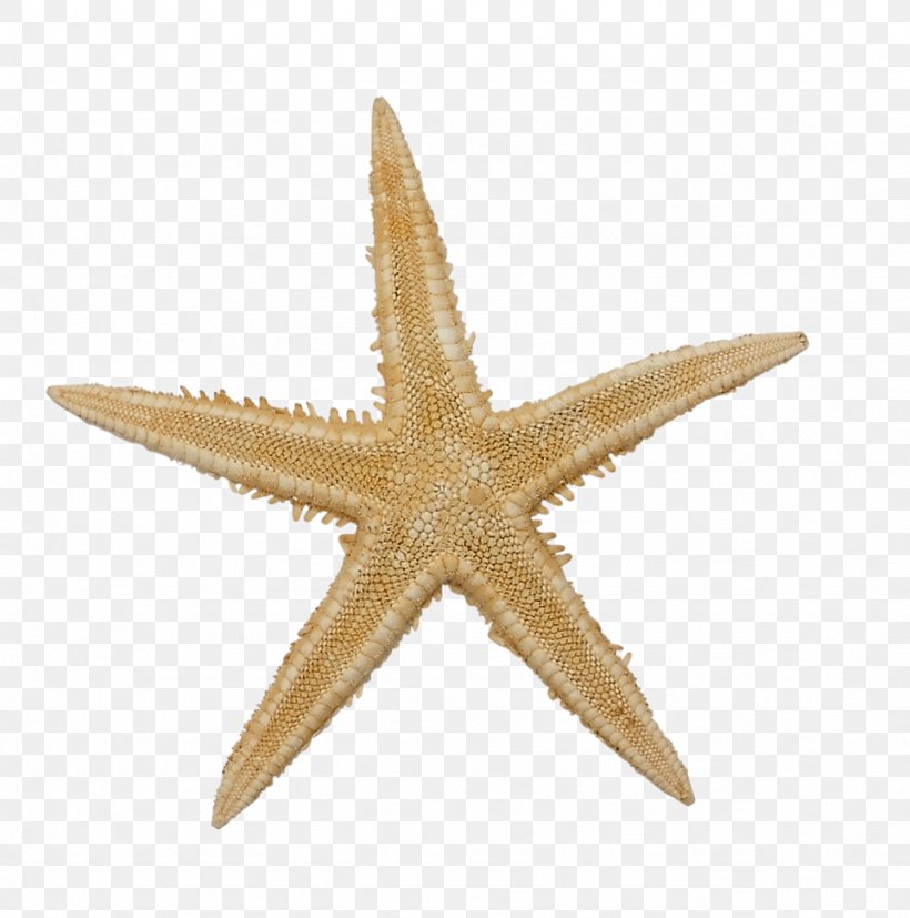 Starfish Stock Photography Royalty-free Cutie Mark Crusaders, PNG, 1024x1033px, Starfish, Cutie Mark Crusaders, Drawing, Echinoderm, Fivepointed Star Download Free