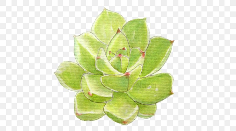 Succulent Plant Leaf Drawing, PNG, 800x457px, Succulent Plant, Bonsai, Cartoon, Colored Pencil, Drawing Download Free