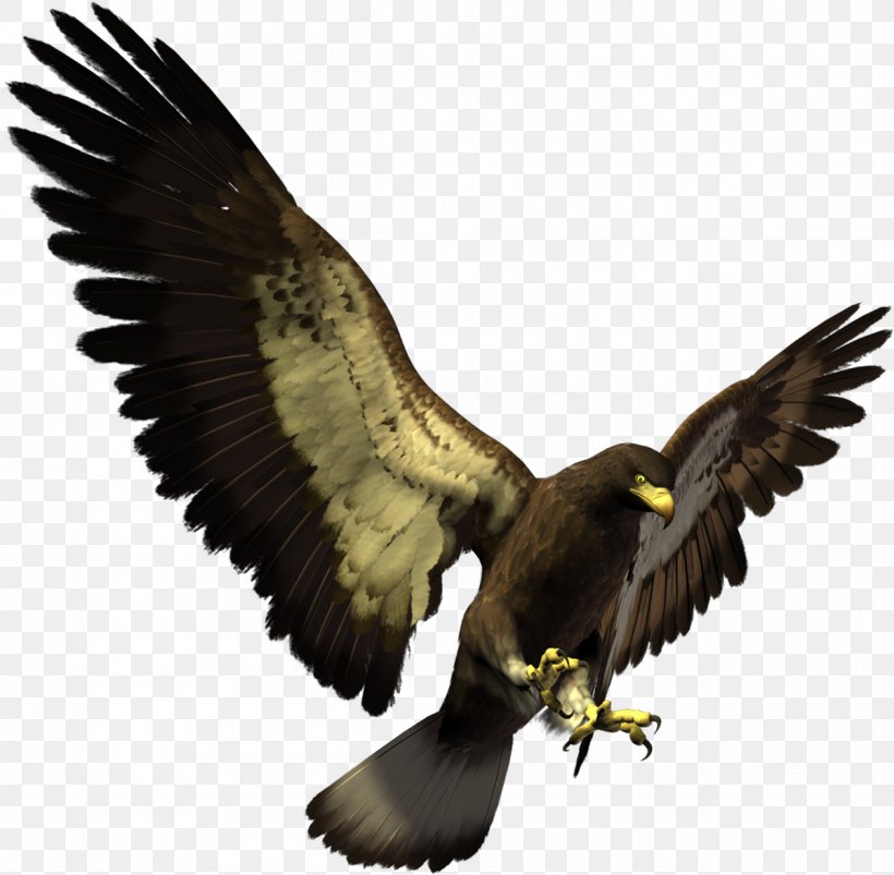 Bald Eagle White-tailed Eagle Bird Clip Art, PNG, 1200x1176px, Bald Eagle, Accipitriformes, Animal, Beak, Bird Download Free