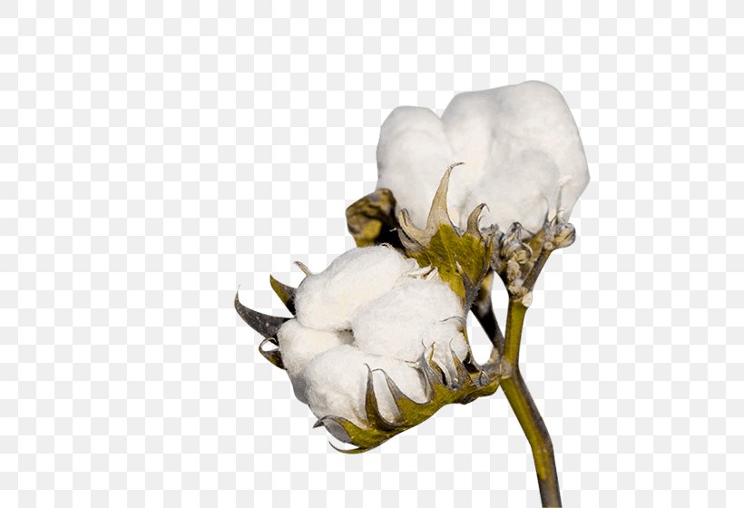 Cotton Crop Industry Textile Agriculture, PNG, 567x560px, Cotton, Agriculture, Cottonseed, Cottonseed Oil, Crop Download Free