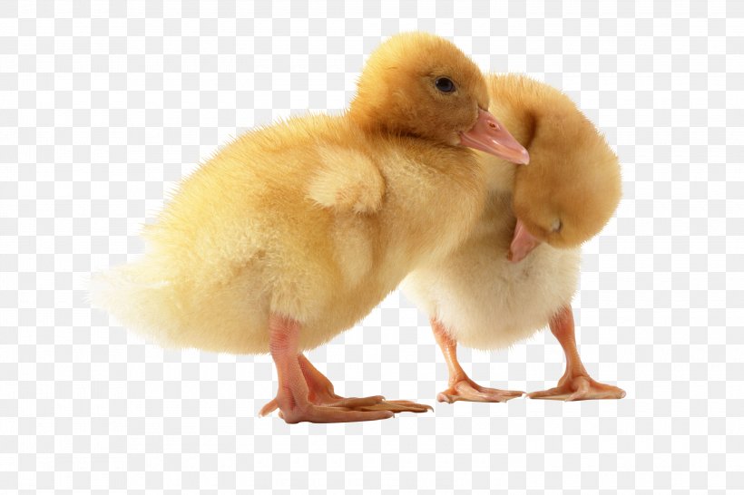 Duck American Pekin Domestic Goose Chicken, PNG, 3000x2000px, Duck, American Pekin, Animal, Beak, Bird Download Free