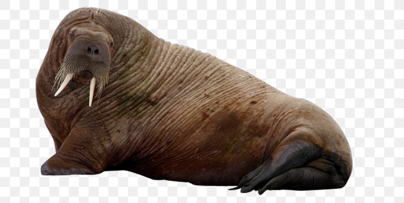 Sea Lion Sea Cows Earless Seal Arctic, PNG, 800x413px, Sea Lion, Arctic, California Sea Lion, Earless Seal, Fauna Download Free