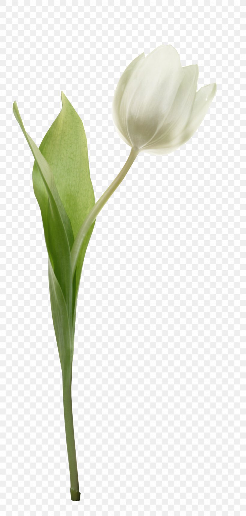 Cut Flowers Tulip Plant Bud, PNG, 1071x2244px, Flower, Alismatales, Arum, Arum Family, Bud Download Free
