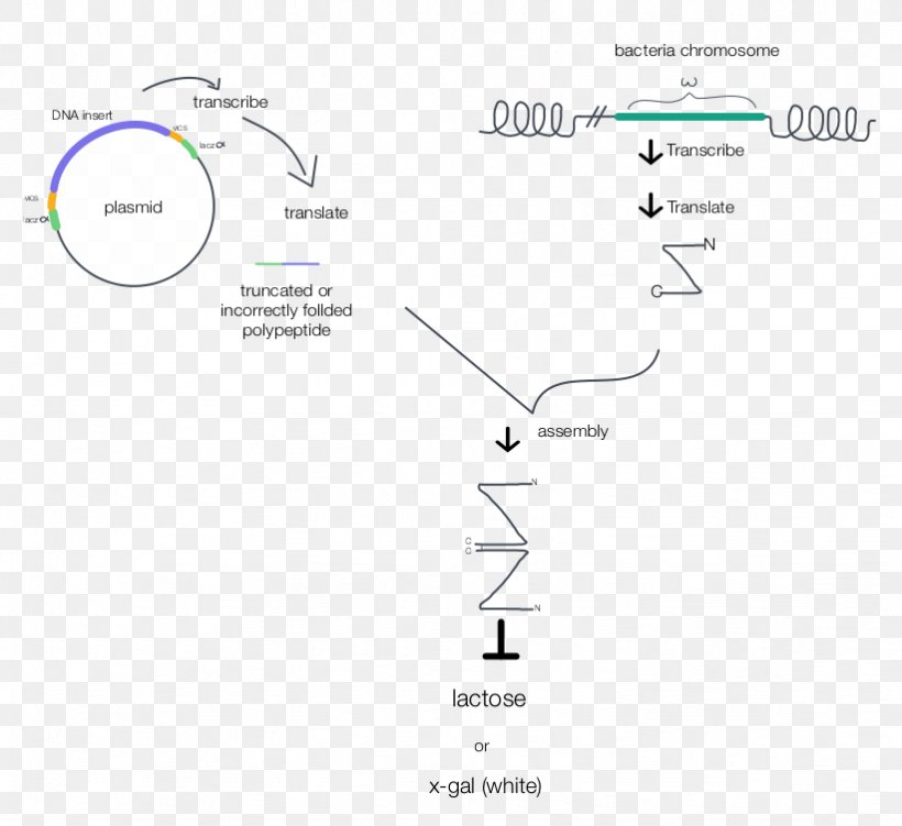 Document Line Angle, PNG, 822x753px, Document, Area, Brand, Diagram, Light Download Free