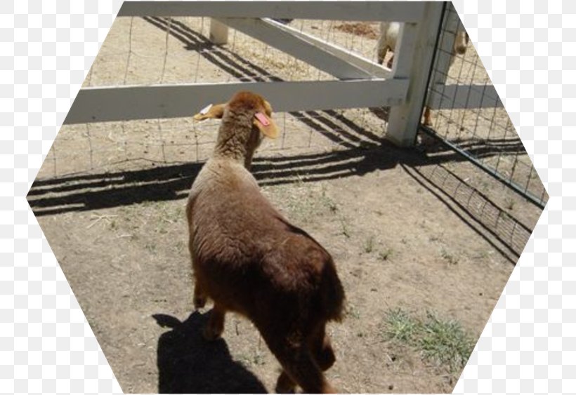Goat Sheep Dog Breed Fauna, PNG, 749x563px, Goat, Dog, Dog Breed, Dog Breed Group, Fauna Download Free