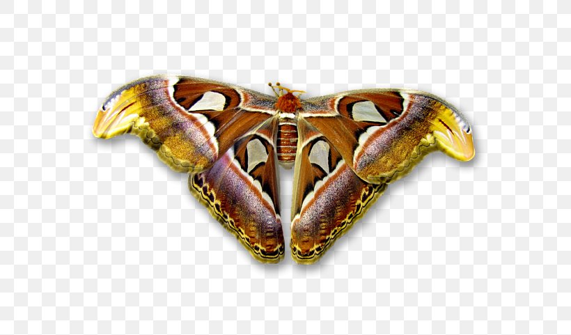 Long-sleeved T-shirt Moth, PNG, 600x481px, Tshirt, Arthropod, Atlas Moth, Butterfly, Canvas Download Free