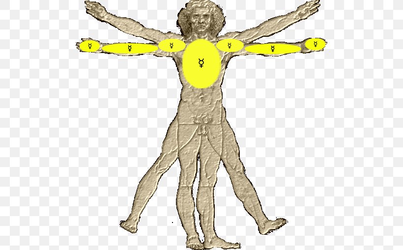 Vitruvian Man Human Body Drawing Arm, PNG, 512x509px, Watercolor, Cartoon, Flower, Frame, Heart Download Free